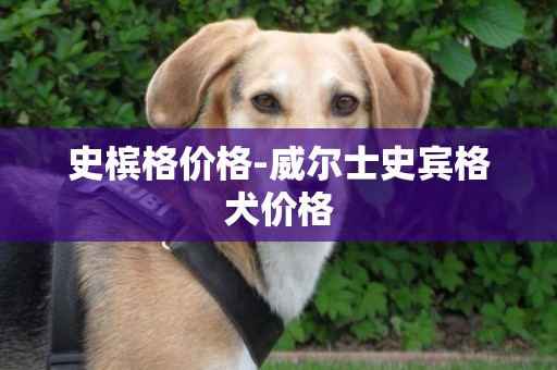 史檳格價格-威爾士史賓格犬價格