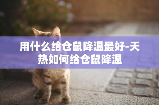 用什么給倉鼠降溫最好-天熱如何給倉鼠降溫
