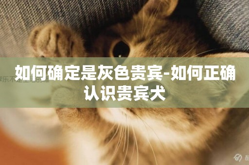 如何確定是灰色貴賓-如何正確認識貴賓犬