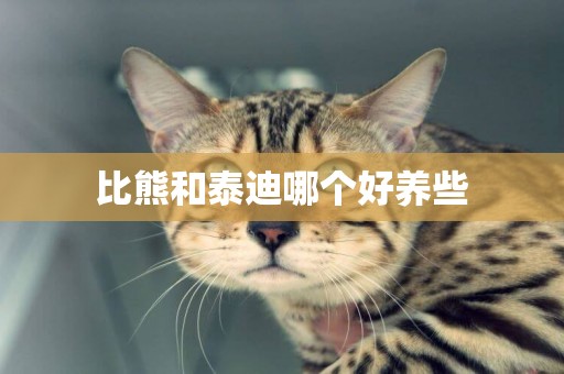 比熊和泰迪哪個好養些 比熊和泰迪哪個好養些