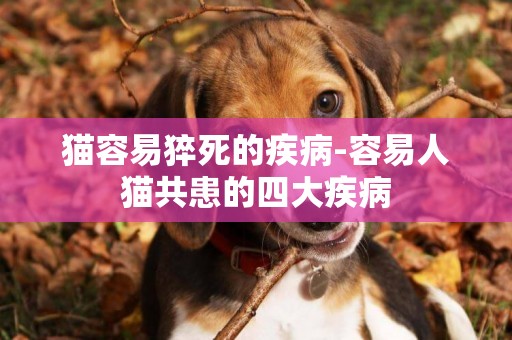 貓容易猝死的疾病-容易人貓共患的四大疾病
