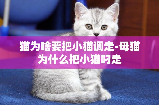 貓為啥要把小貓調走-母貓為什么把小貓叼走