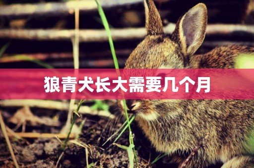 狼青犬長大需要幾個月