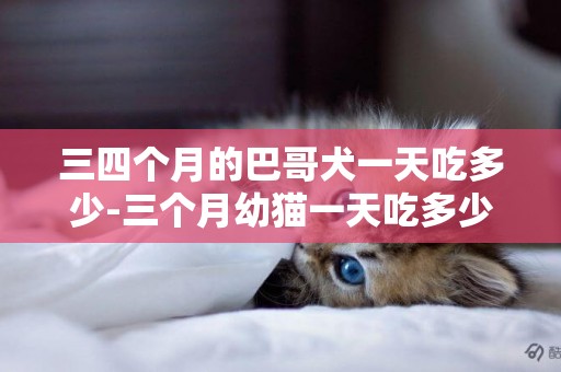 三四個月的巴哥犬一天吃多少-三個月幼貓一天吃多少