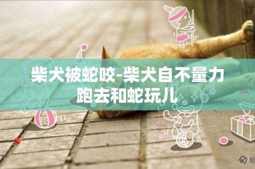 柴犬被蛇咬-柴犬自不量力跑去和蛇玩兒