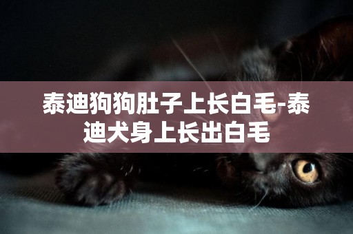 泰迪狗狗肚子上長白毛-泰迪犬身上長出白毛