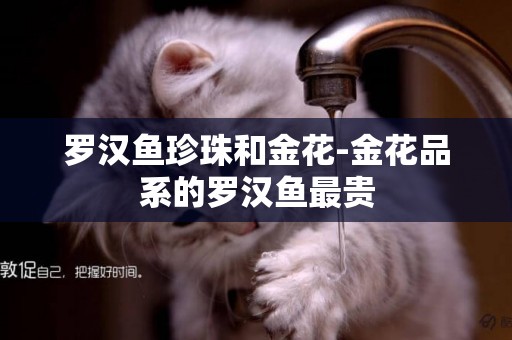 羅漢魚珍珠和金花-金花品系的羅漢魚最貴