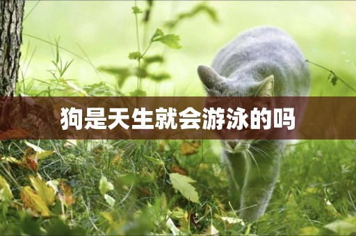 狗是天生就會游泳的嗎