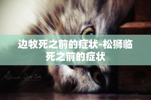 邊牧死之前的癥狀-松獅臨死之前的癥狀