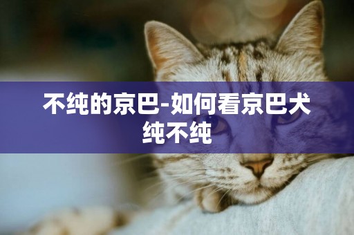 不純的京巴-如何看京巴犬純不純