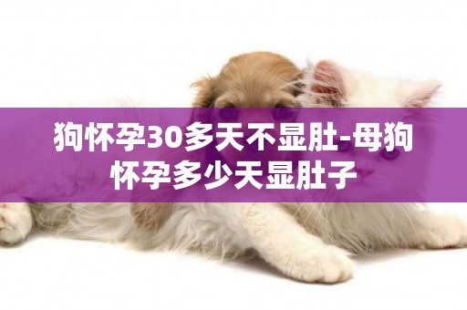 狗懷孕30多天不顯肚-母狗懷孕多少天顯肚子