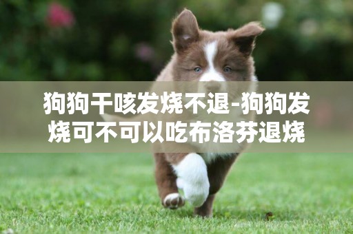 狗狗干咳發燒不退-狗狗發燒可不可以吃布洛芬退燒