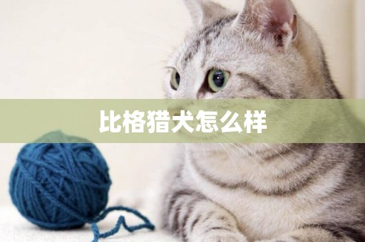 比格獵犬怎么樣