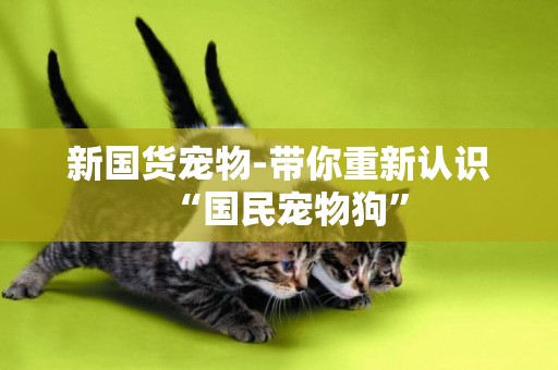 新國貨寵物-帶你重新認識“國民寵物狗”