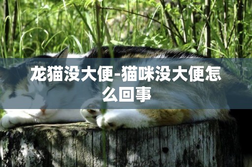 龍貓沒大便-貓咪沒大便怎么回事