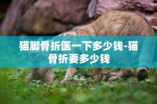 貓腳骨折醫一下多少錢-貓骨折要多少錢