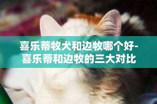 喜樂蒂牧犬和邊牧哪個好-喜樂蒂和邊牧的三大對比