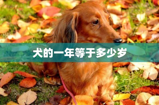 犬的一年等于多少歲