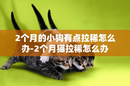 2個月的小狗有點拉稀怎么辦-2個月貓拉稀怎么辦
