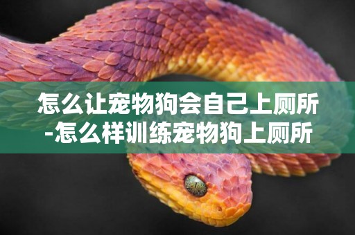 怎么讓寵物狗會自己上廁所-怎么樣訓練寵物狗上廁所