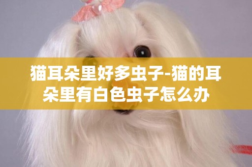 貓耳朵里好多蟲子-貓的耳朵里有白色蟲子怎么辦