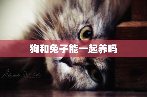 狗和兔子能一起養嗎