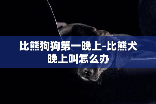 比熊狗狗第一晚上-比熊犬晚上叫怎么辦