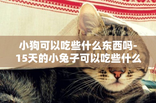 小狗可以吃些什么東西嗎-15天的小兔子可以吃些什么東西