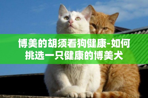 博美的胡須看狗健康-如何挑選一只健康的博美犬