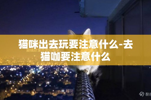 貓咪出去玩要注意什么-去貓咖要注意什么