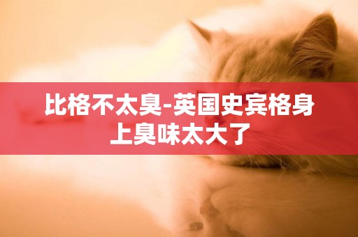 比格不太臭-英國史賓格身上臭味太大了