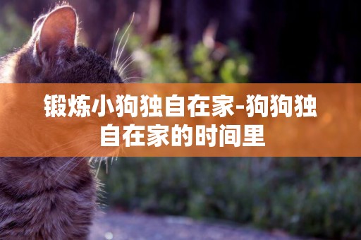 鍛煉小狗獨自在家-狗狗獨自在家的時間里