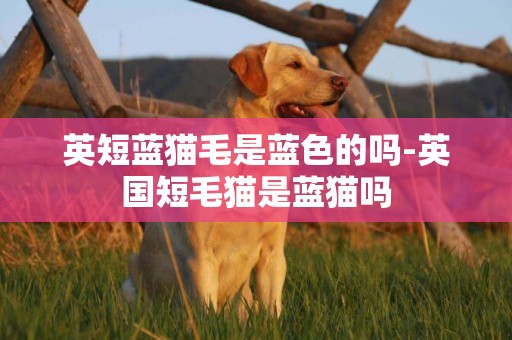 英短藍貓毛是藍色的嗎-英國短毛貓是藍貓嗎