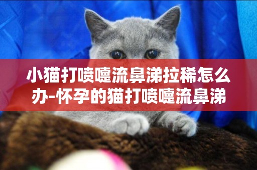 小貓打噴嚏流鼻涕拉稀怎么辦-懷孕的貓打噴嚏流鼻涕怎么辦吃什么藥