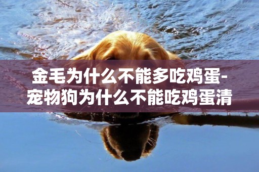 金毛為什么不能多吃雞蛋-寵物狗為什么不能吃雞蛋清