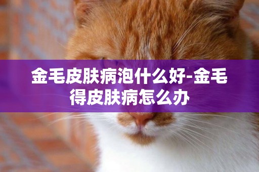金毛皮膚病泡什么好-金毛得皮膚病怎么辦