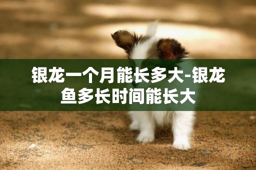 銀龍一個月能長多大-銀龍魚多長時間能長大