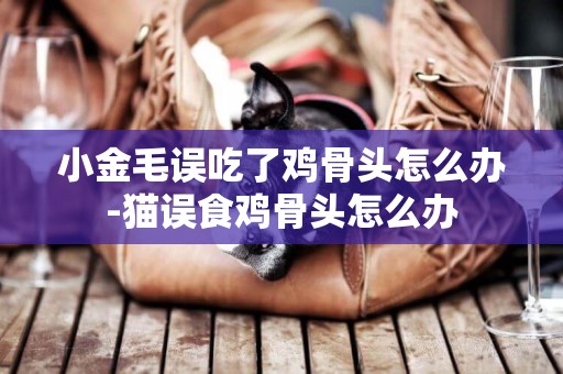 小金毛誤吃了雞骨頭怎么辦-貓誤食雞骨頭怎么辦