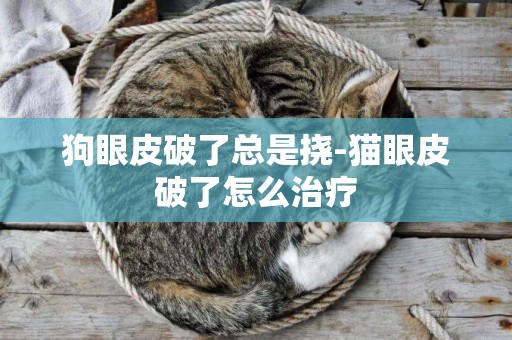 狗眼皮破了總是撓-貓眼皮破了怎么治療