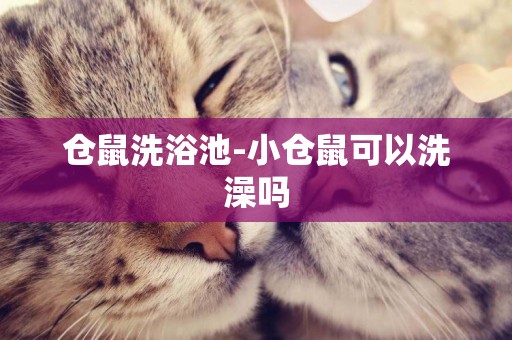 倉鼠洗浴池-小倉鼠可以洗澡嗎