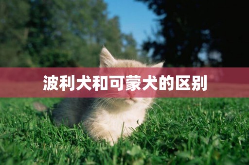 波利犬和可蒙犬的區別