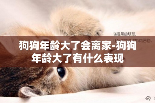 狗狗年齡大了會離家-狗狗年齡大了有什么表現