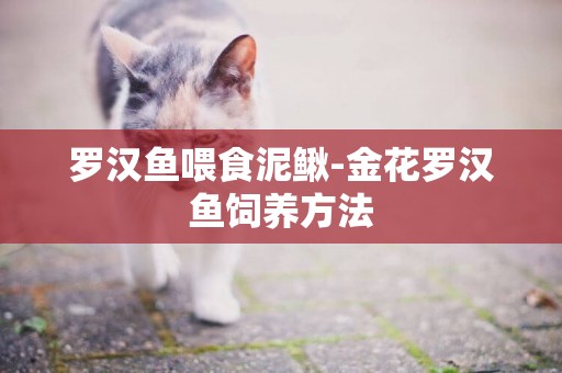 羅漢魚喂食泥鰍-金花羅漢魚飼養方法