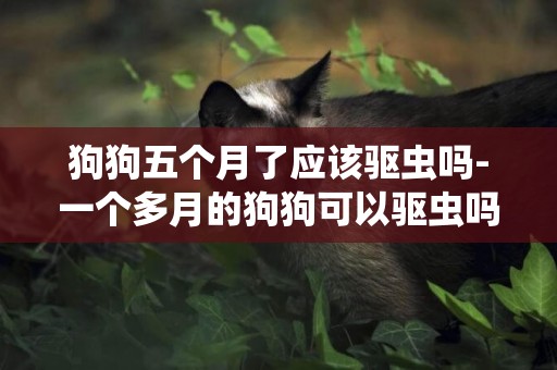 狗狗五個月了應該驅蟲嗎-一個多月的狗狗可以驅蟲嗎