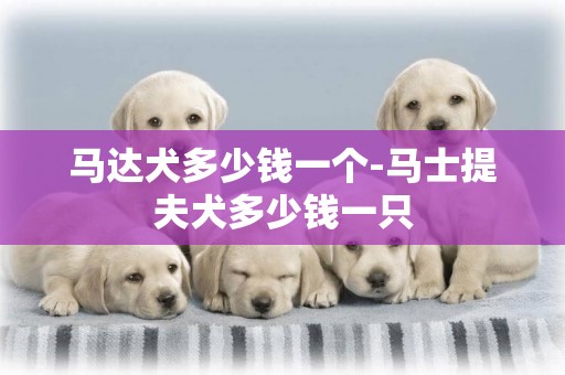 馬達犬多少錢一個-馬士提夫犬多少錢一只