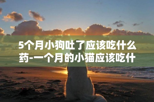 5個月小狗吐了應該吃什么藥-一個月的小貓應該吃什么主食