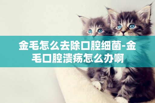 金毛怎么去除口腔細菌-金毛口腔潰瘍怎么辦啊