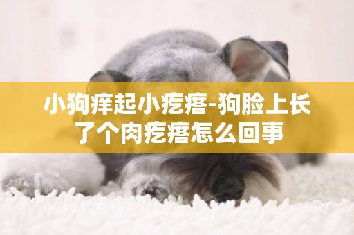小狗癢起小疙瘩-狗臉上長了個肉疙瘩怎么回事