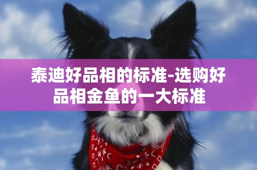 泰迪好品相的標準-選購好品相金魚的一大標準