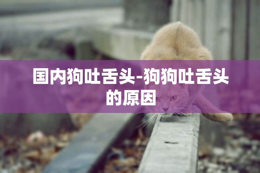國內狗吐舌頭-狗狗吐舌頭的原因